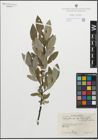 Foto von Salix glauca subsp. stipulifera (Flod. ex Häyrén) Hiitonen x Salix phylicifolia L.
